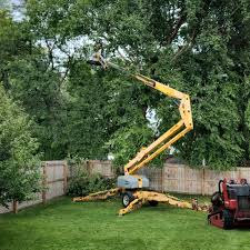 How Our Tree Care Process Works  in  Dawson, TX