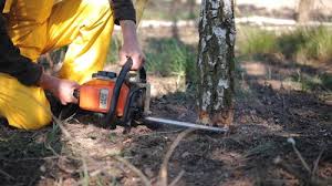 Best Seasonal Cleanup (Spring/Fall)  in Dawson, TX