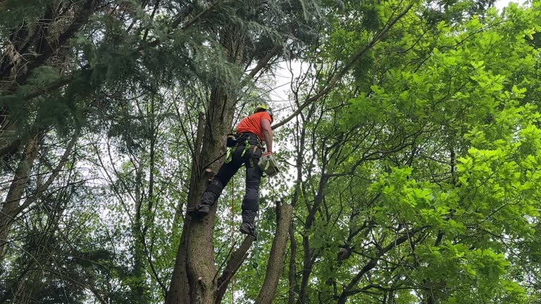 Best Emergency Tree Removal  in Dawson, TX