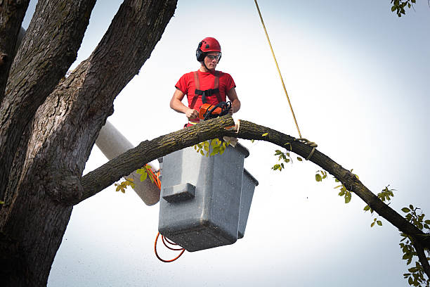 Best Root Management and Removal  in Dawson, TX